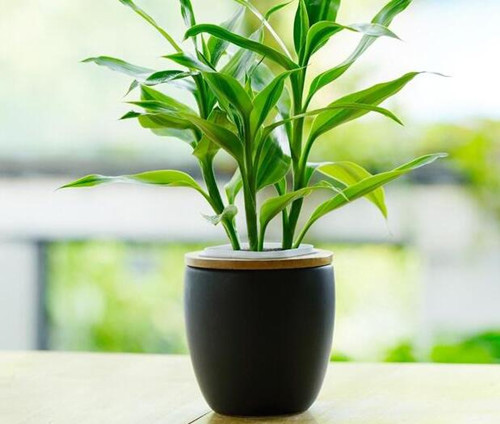 truc phu quy trong phong thuy