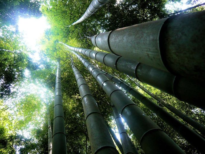 dendrocalamus-giganteus-tallest-giant-bamboo-1